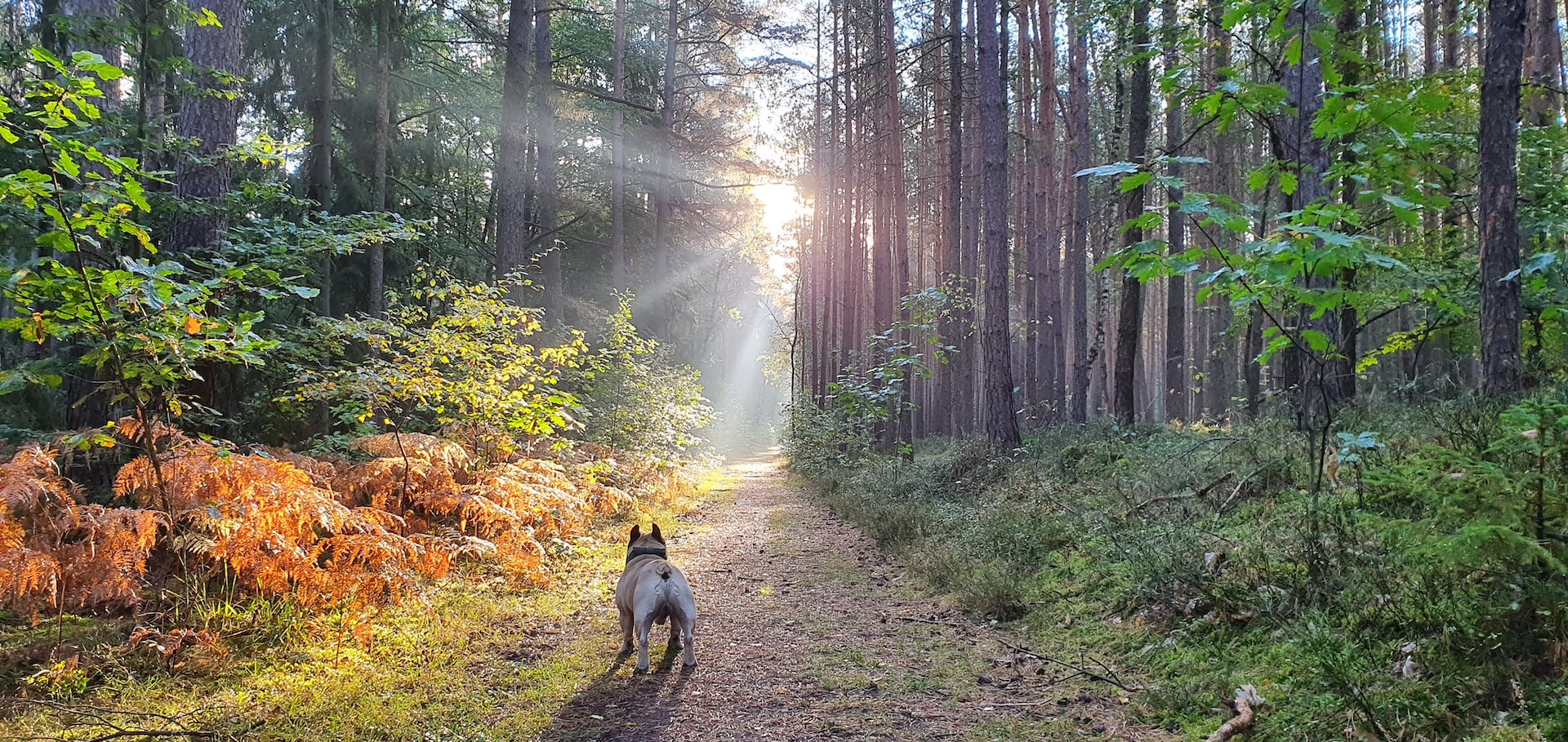 Hundkurs Nyköping trygg hund