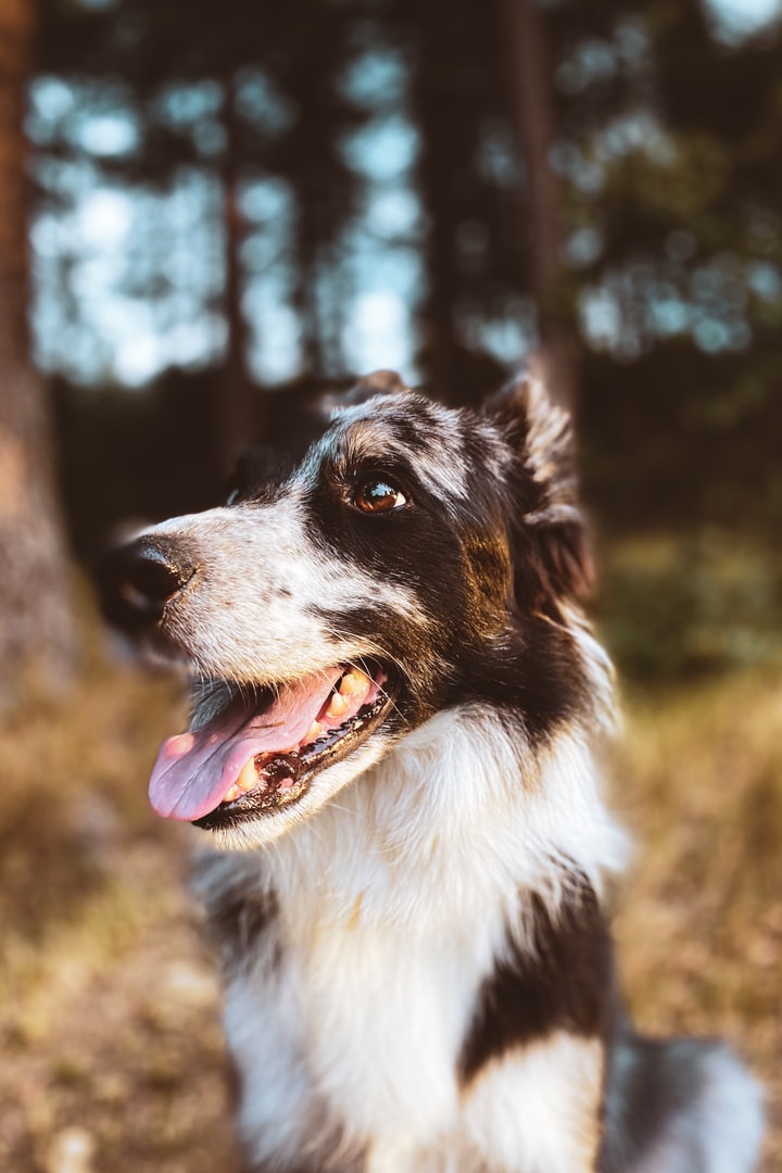 kantarellkurs hund nyköping