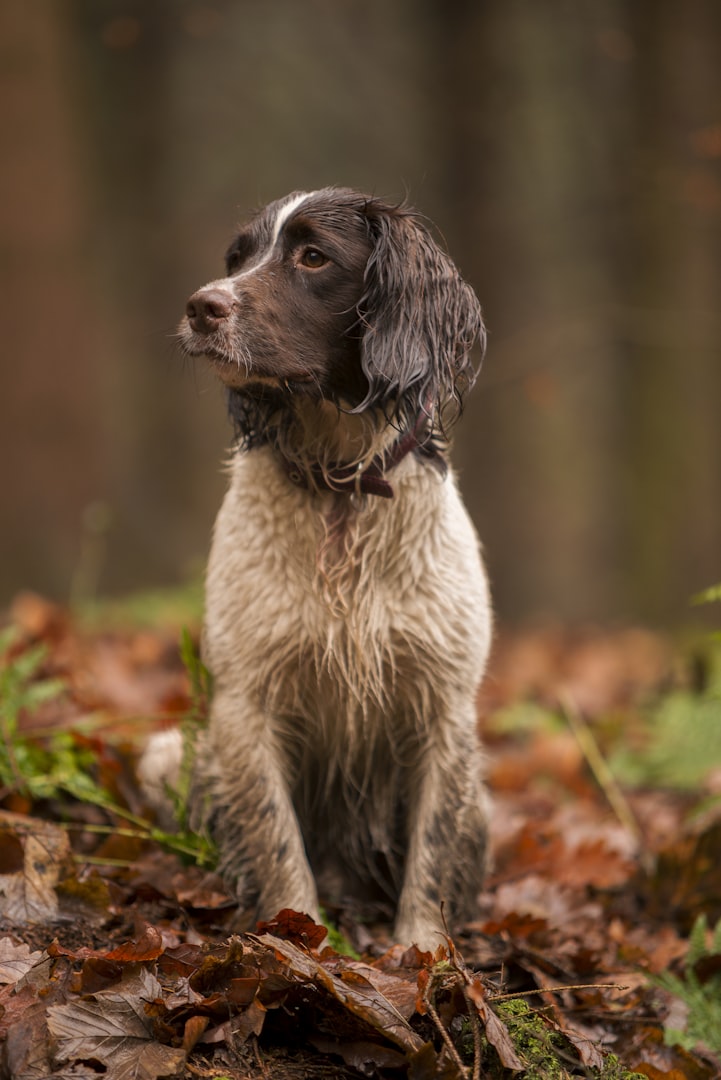 personspår för hund nyköping