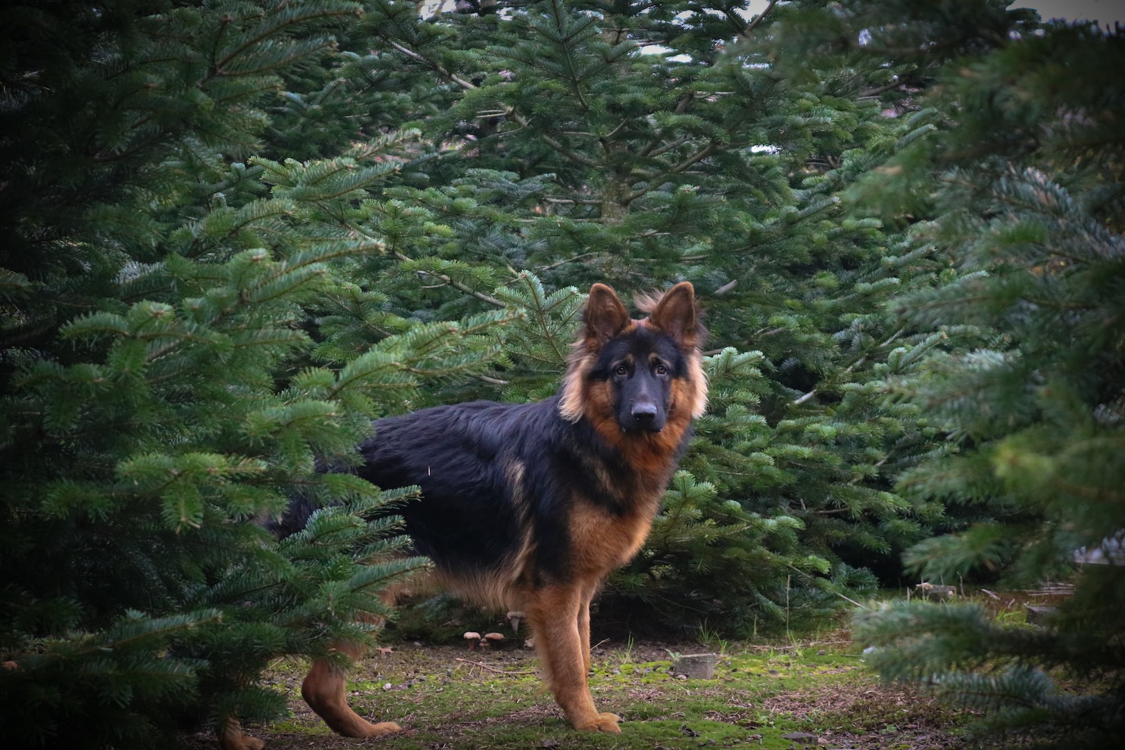 spårträning hund Nyköping