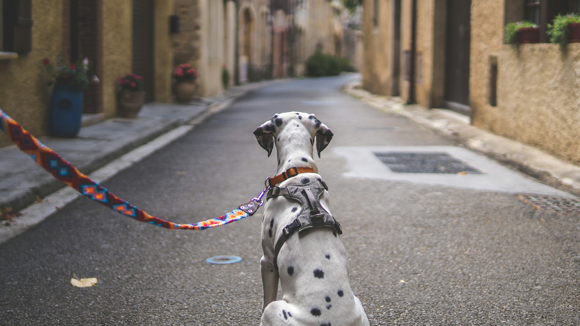 vattenträning hund Nyköping