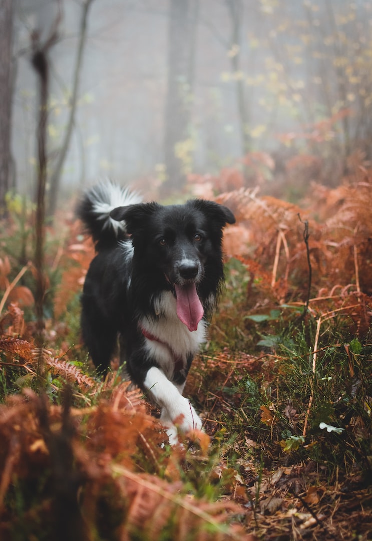 Trygg hundträning Nyköping